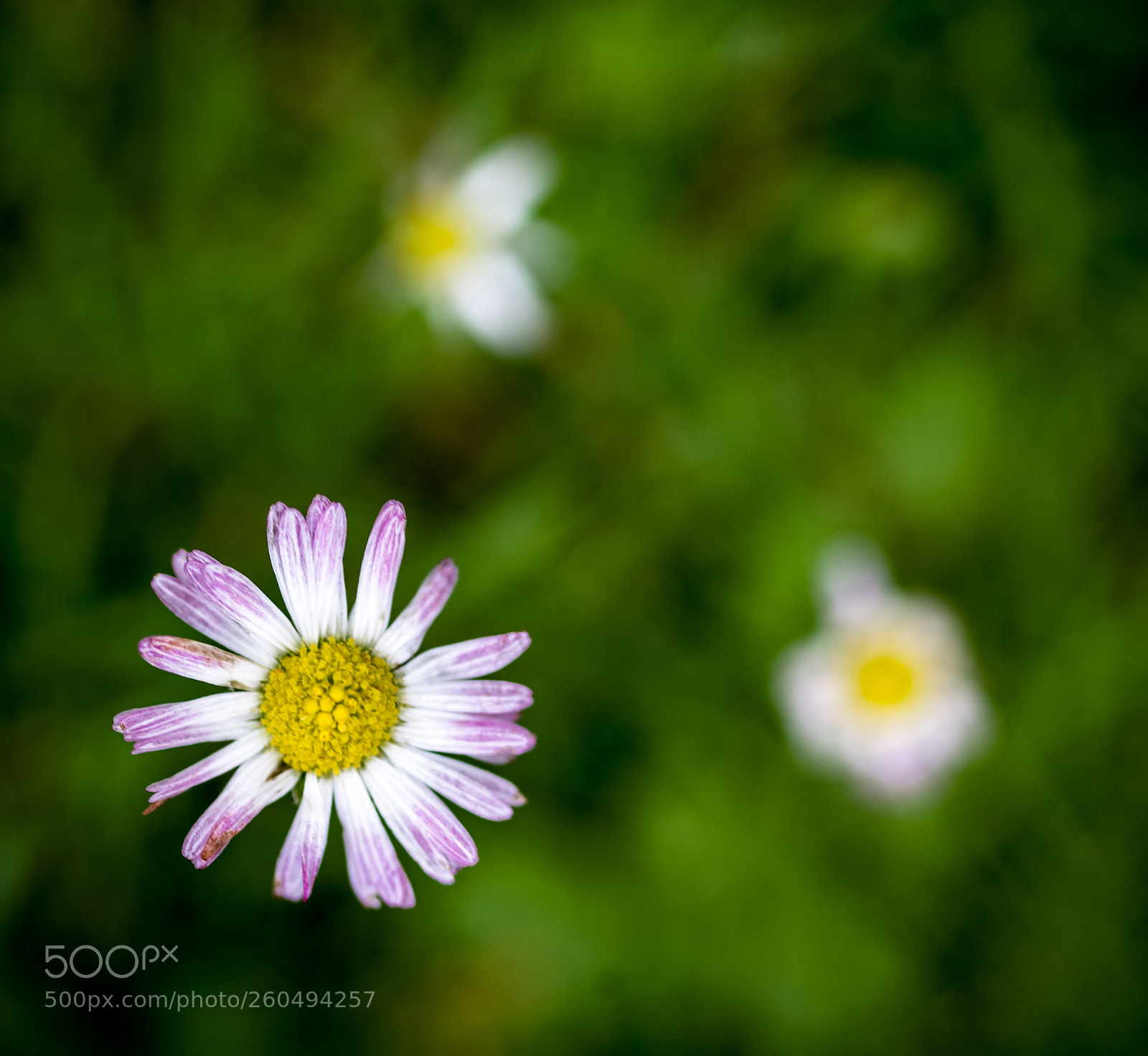 Pentax K-1 sample photo. Lilly photography
