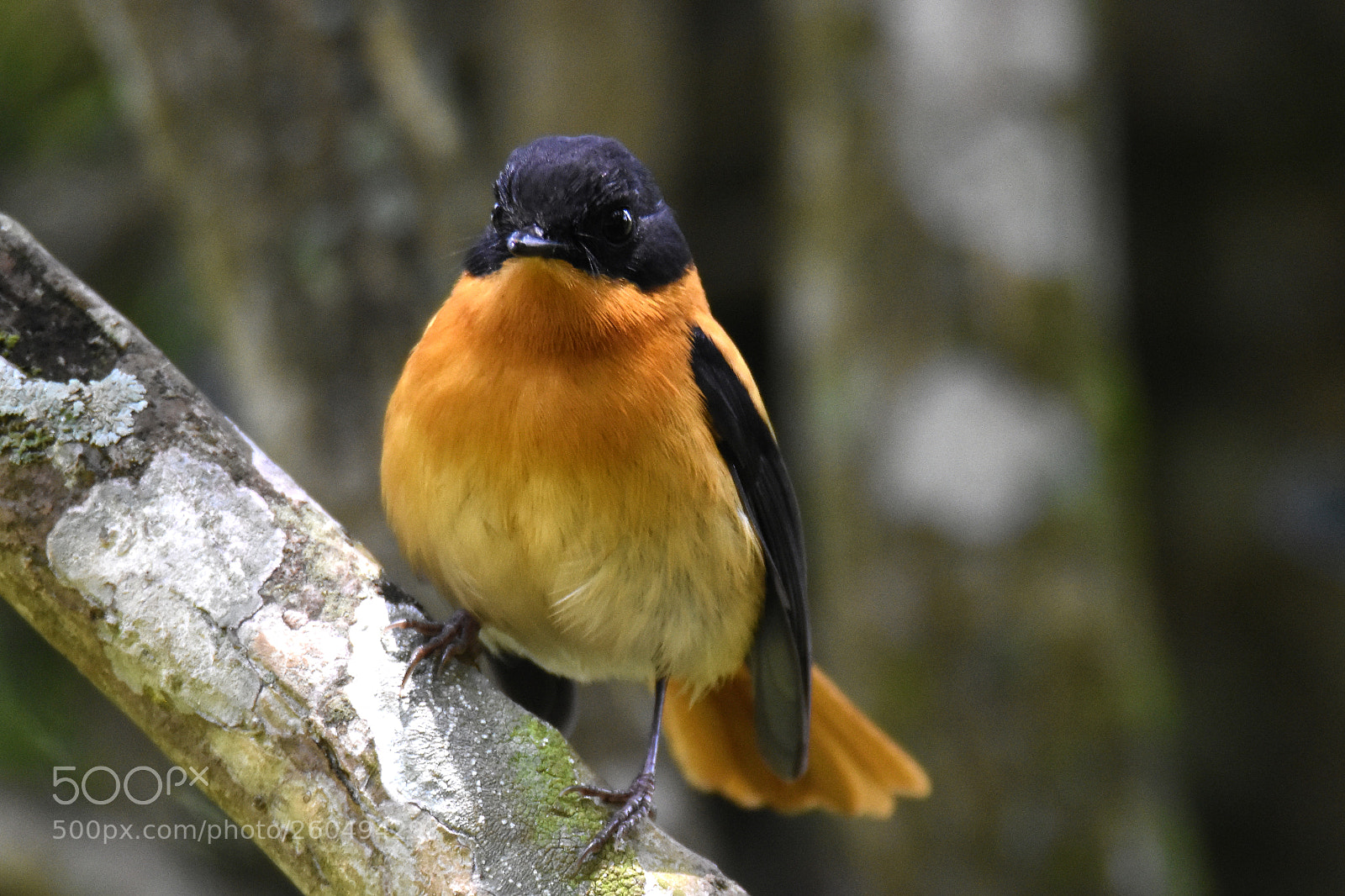 Nikon D7200 sample photo. Black and orange fly photography