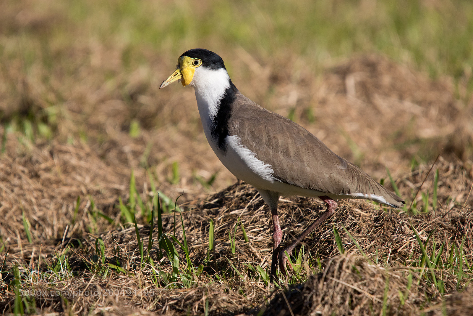 Canon EOS 7D Mark II sample photo. Masked lapwing photography