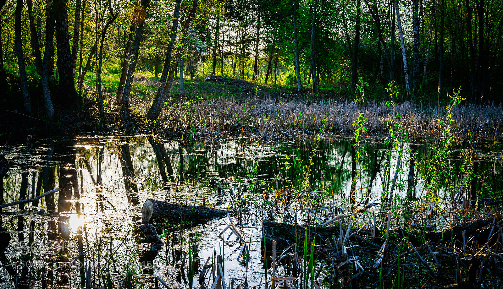 Nikon D90 sample photo. Messed swamp in sunny photography