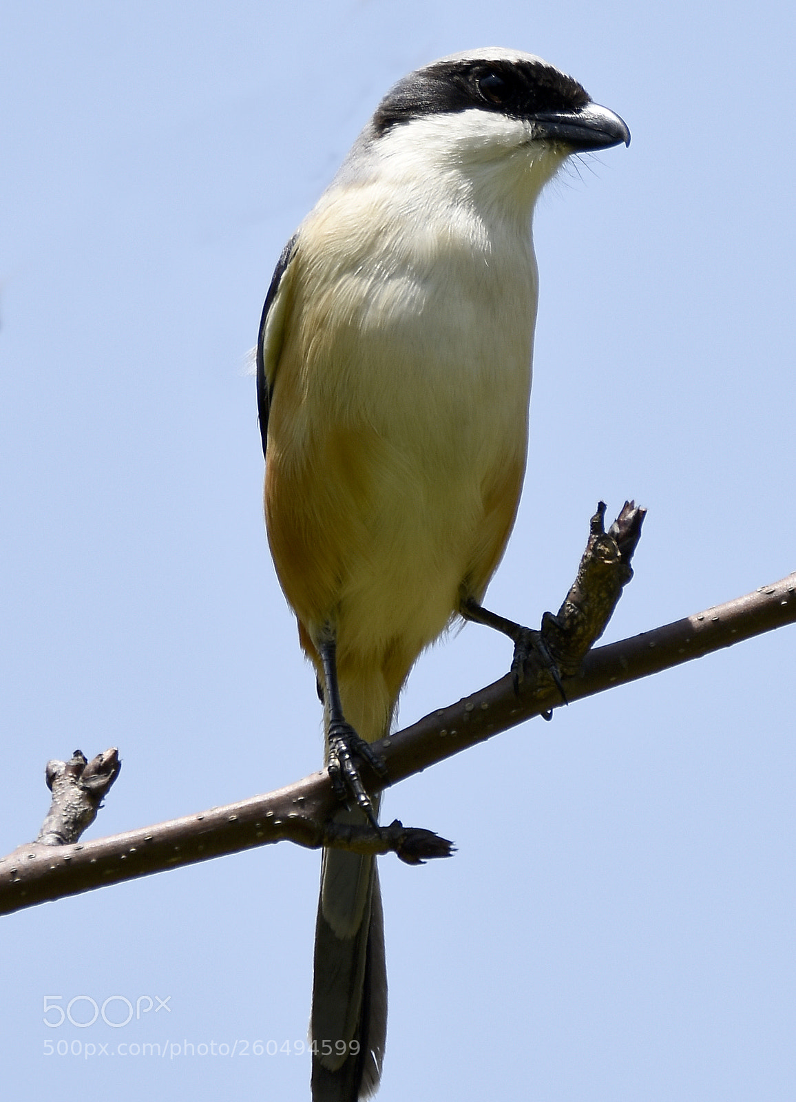 Nikon D7200 sample photo. Bay back shrike photography