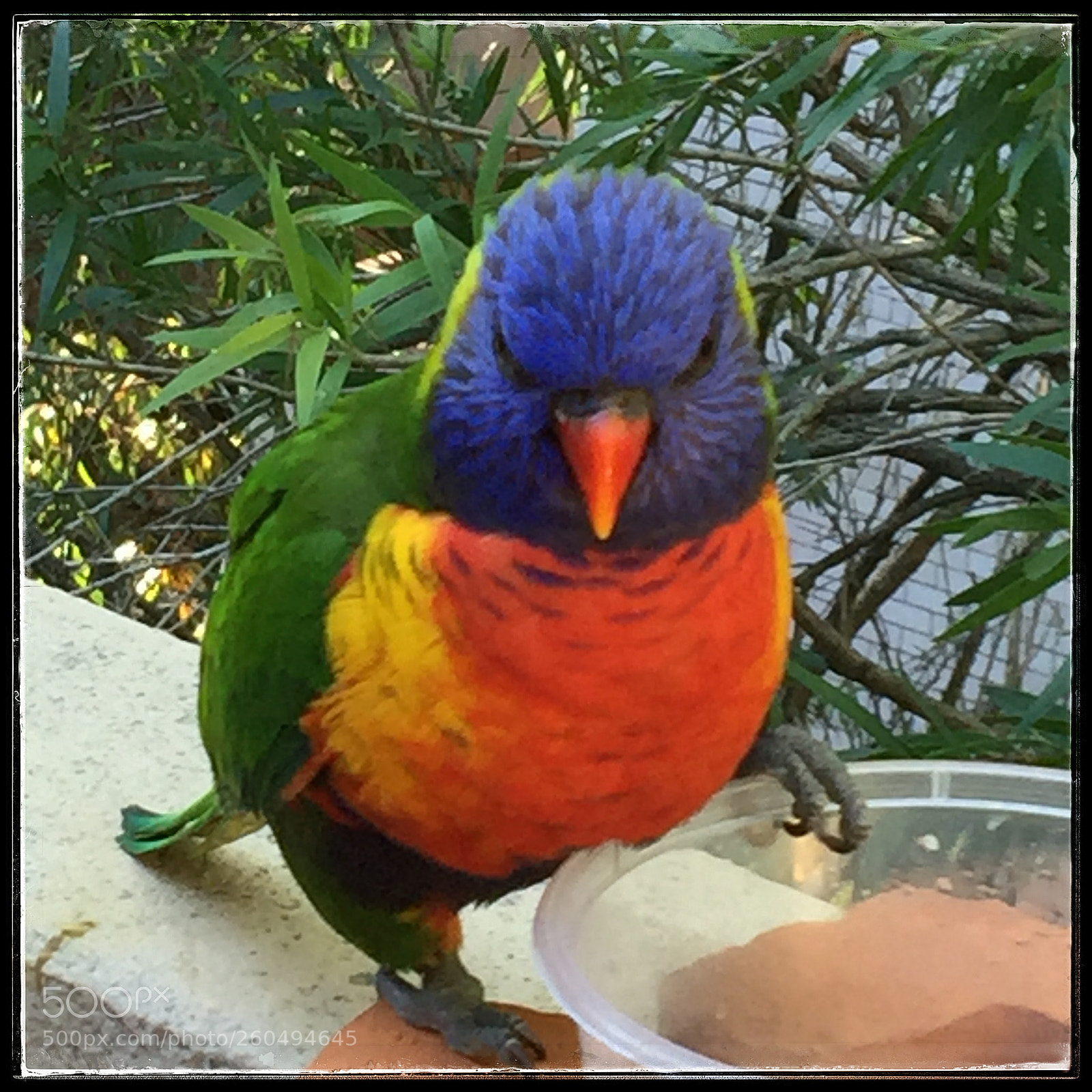Apple iPhone 6 Plus sample photo. Popmixer. who's a pretty photography