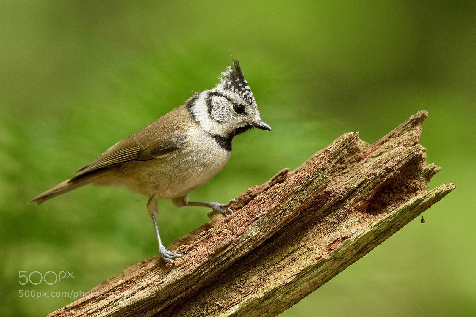 Nikon D810 sample photo. Crested tit photography