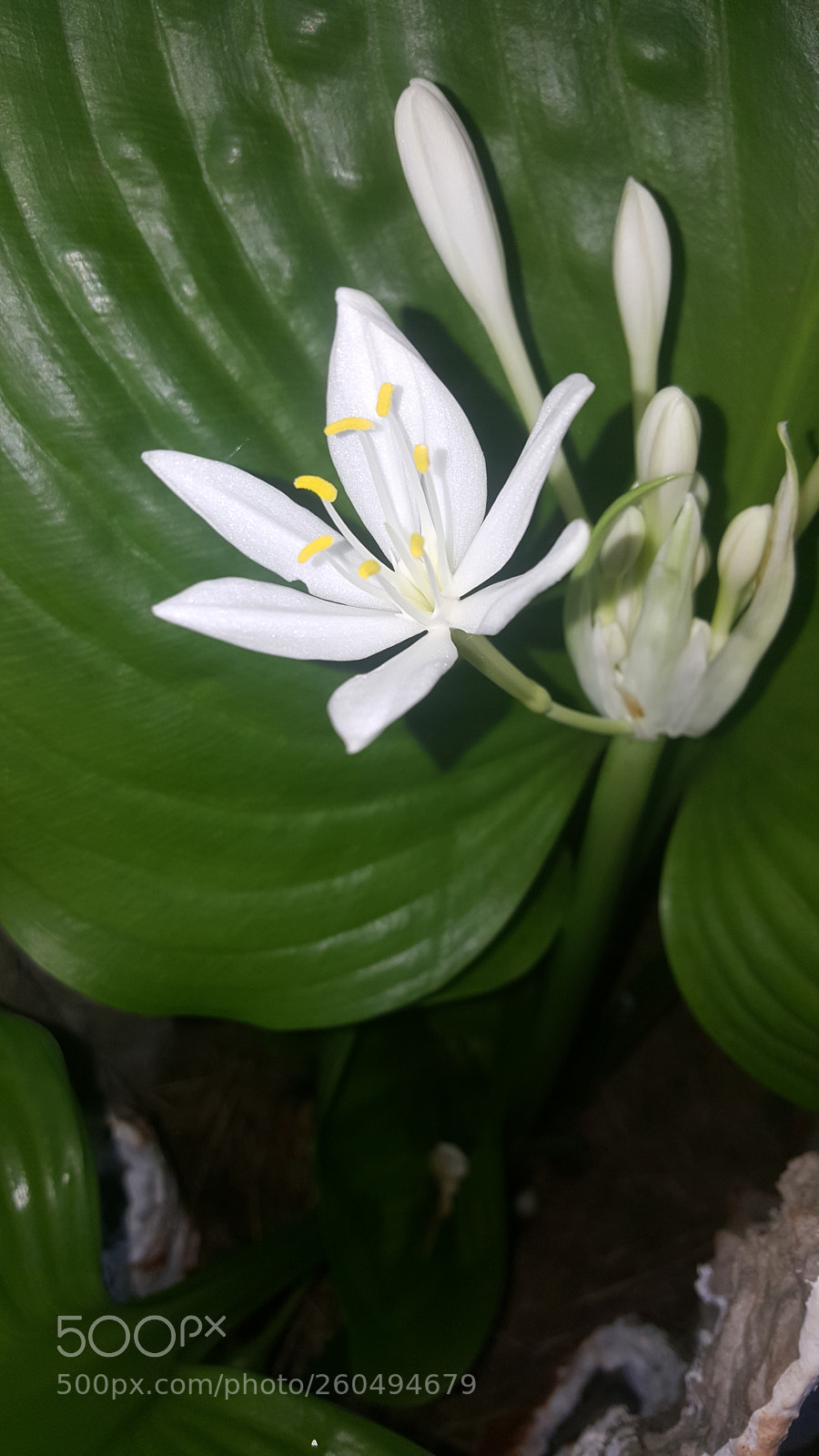 Samsung Galaxy S6 sample photo. Untitled photography
