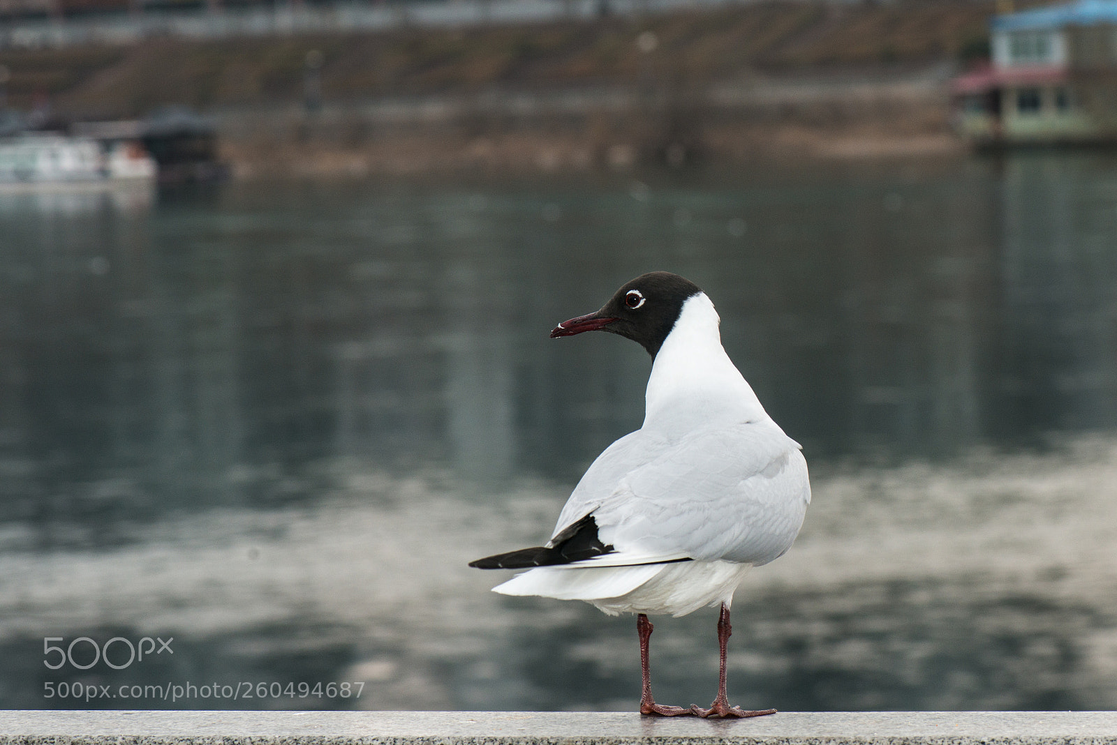 Nikon D800E sample photo. Gull photography