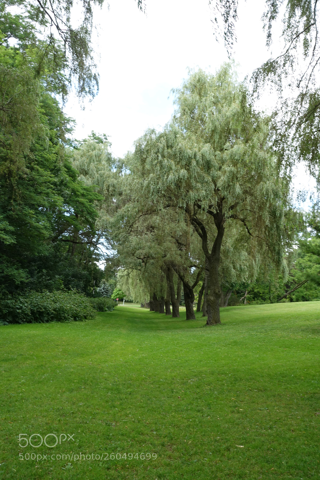 Sony Cyber-shot DSC-RX100 III sample photo. Trees in a row photography