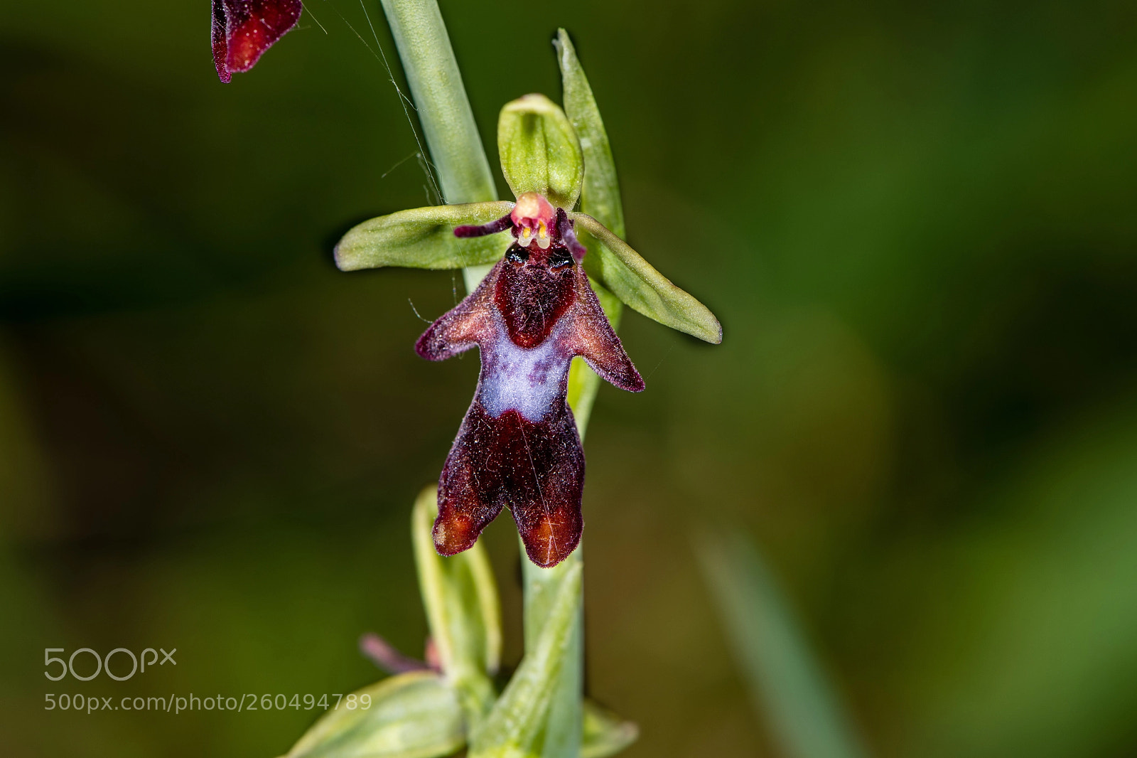 Nikon D850 sample photo. Flueblomst - ophrys insectifera photography
