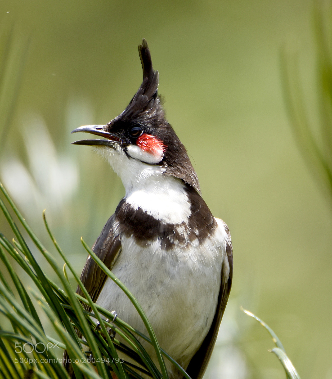 Nikon D7200 sample photo. Red whiskered bul bul photography