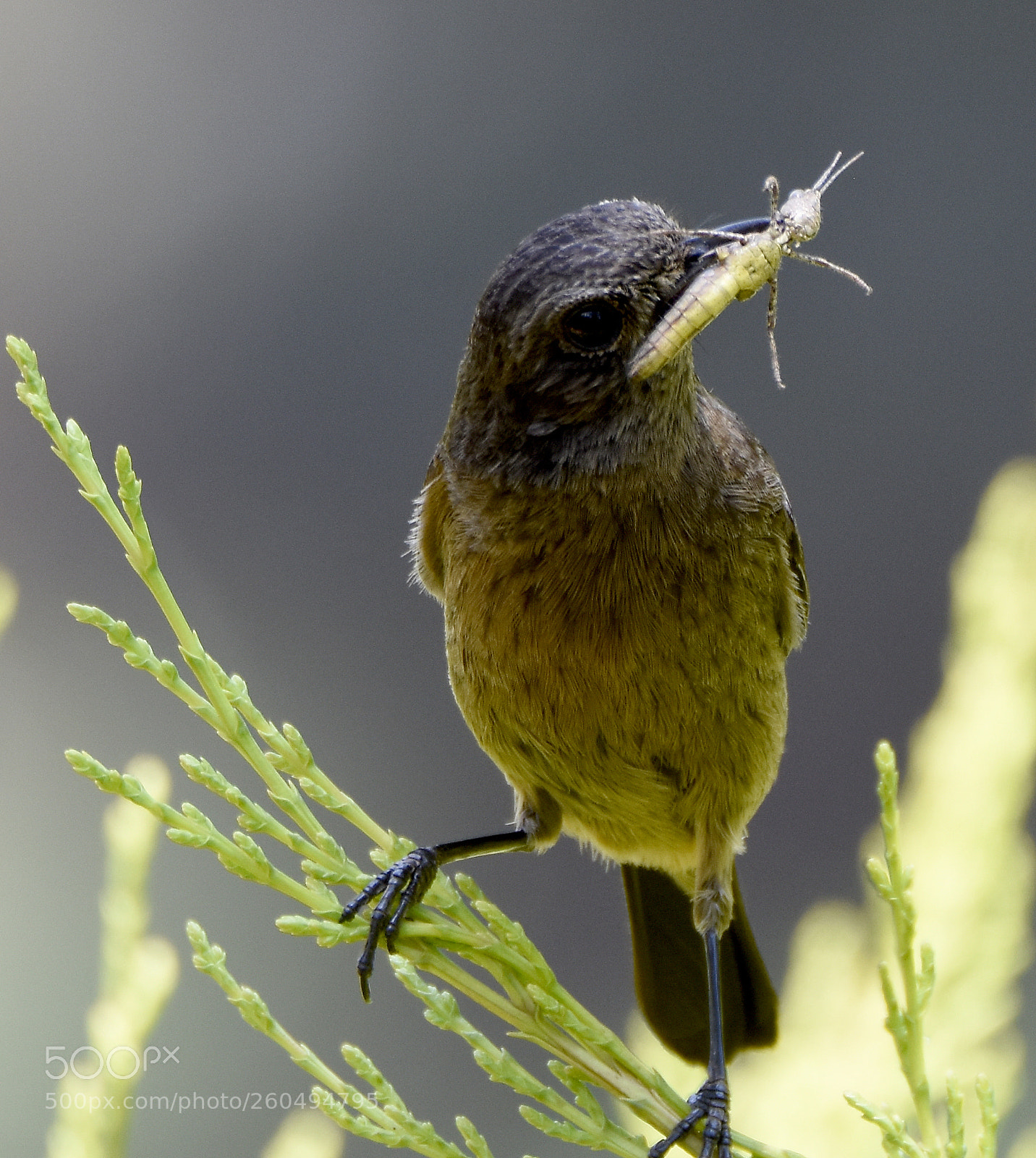Nikon D7200 sample photo. Stone chat with grasshopper photography