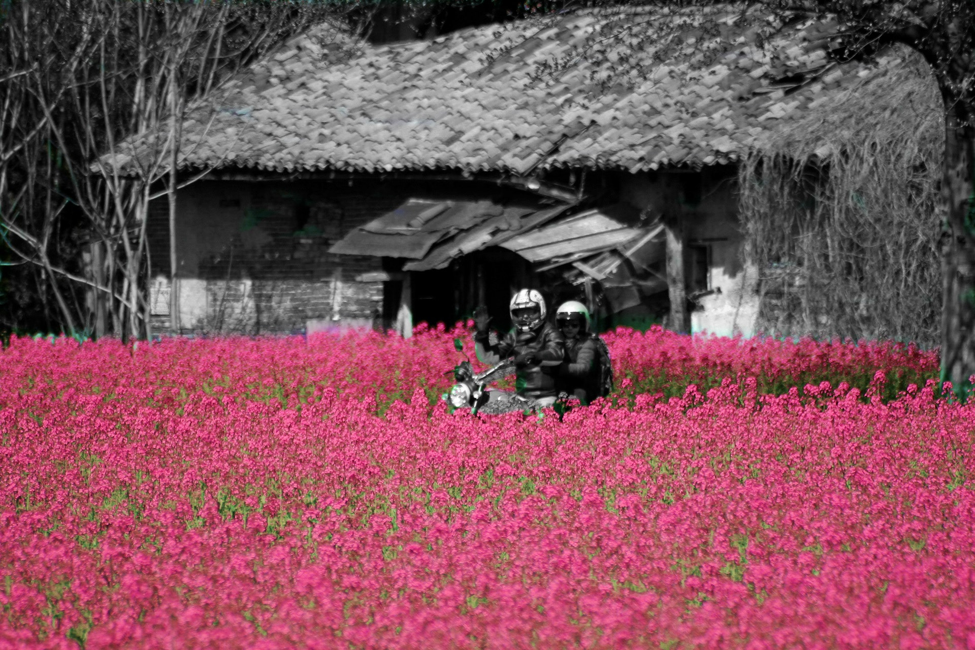 Canon EOS 1200D (EOS Rebel T5 / EOS Kiss X70 / EOS Hi) sample photo. Moto in fiore photography