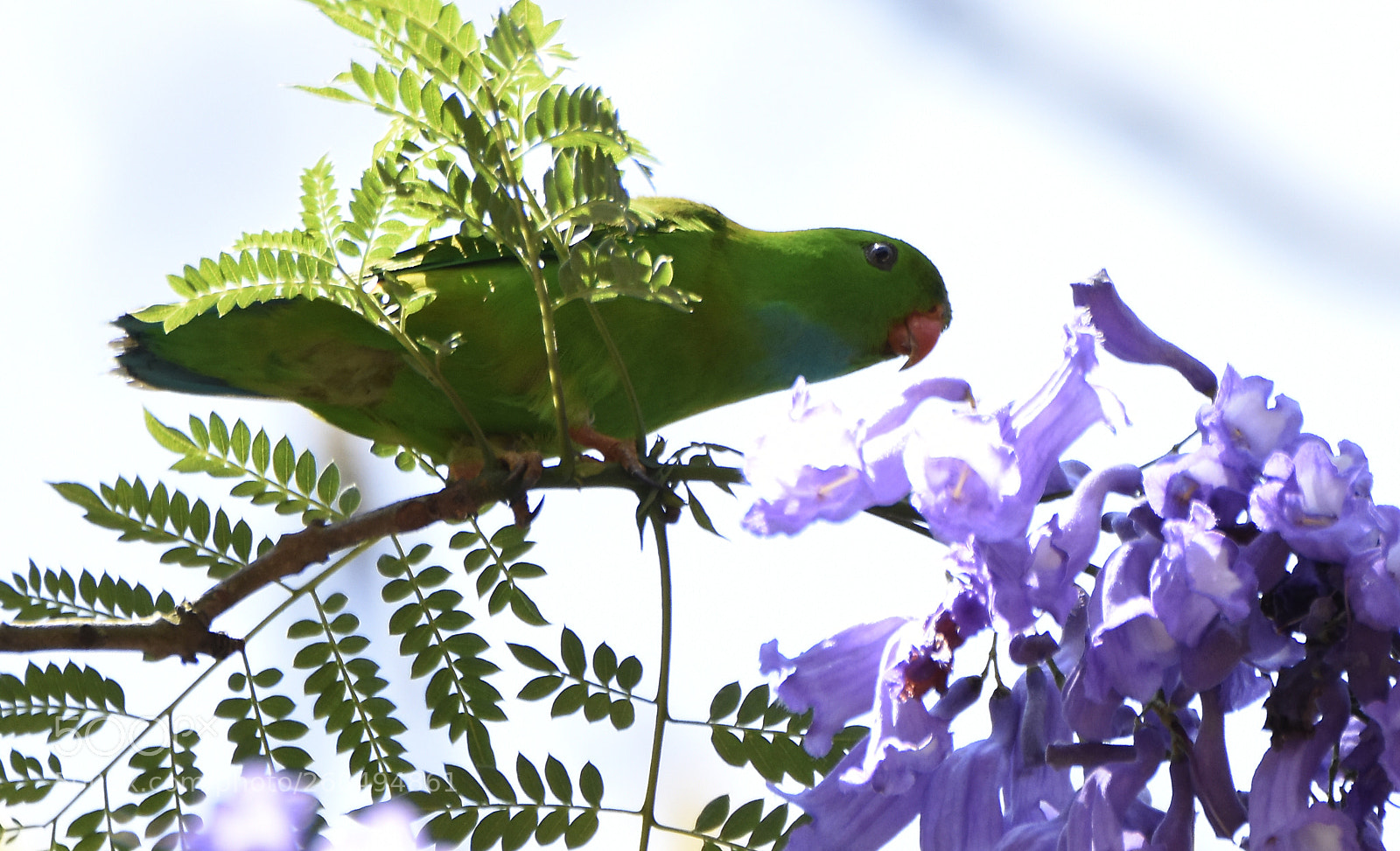 Nikon D7200 sample photo. Vellamal hanging parrot photography