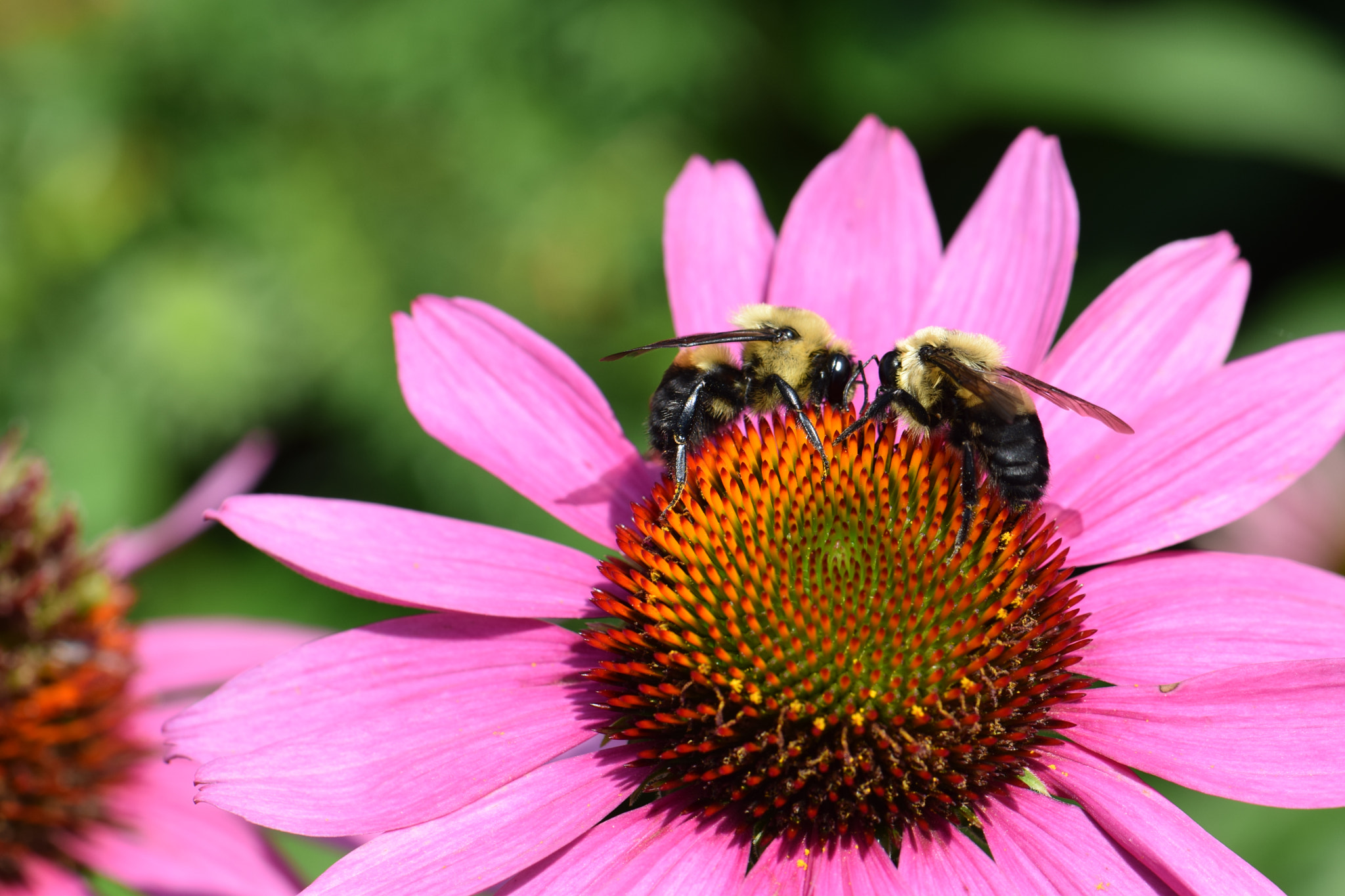 Nikon AF-S Micro-Nikkor 105mm F2.8G IF-ED VR sample photo. Two bees photography