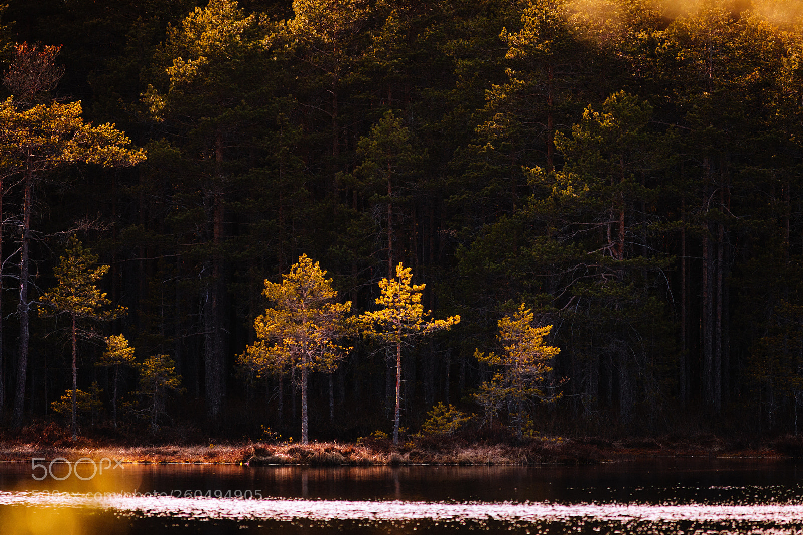 Canon EOS 5D Mark IV sample photo. Enchanted forest  photography