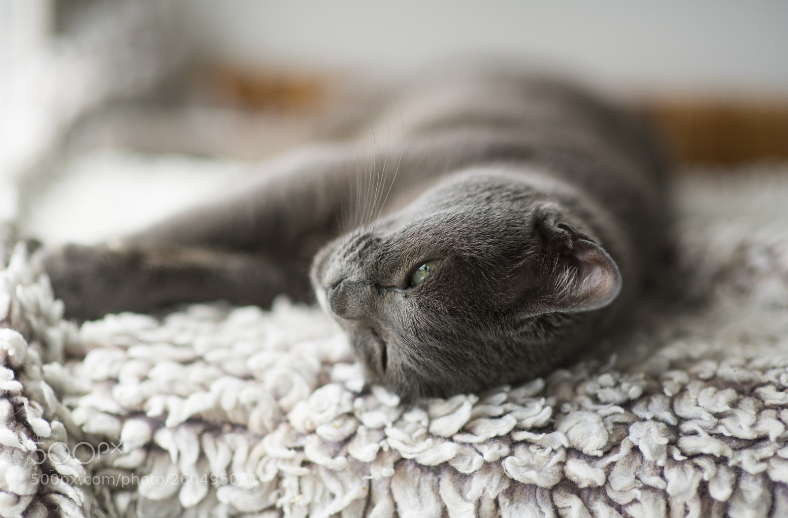 Nikon D850 sample photo. Lazy morning photography