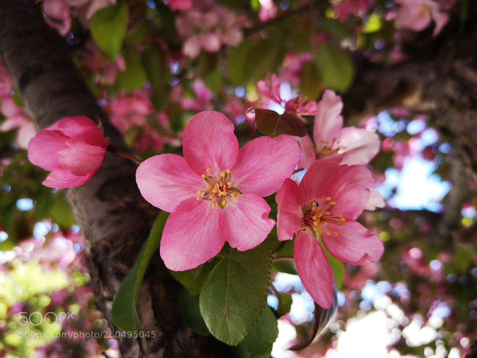 HUAWEI P20 sample photo. Apple blossom photography