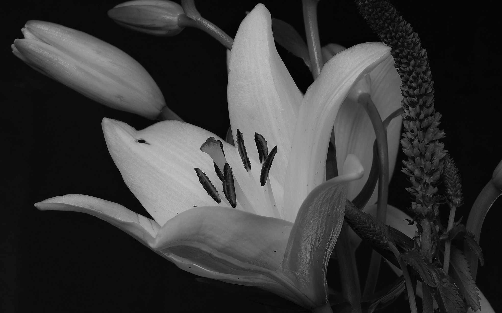 Pentax smc D-FA 50mm F2.8 Macro sample photo. Black and white photography