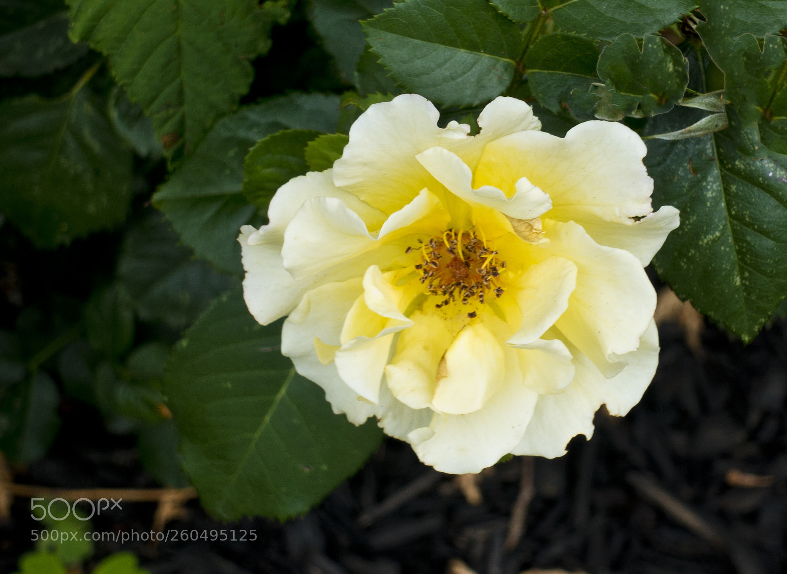 Sony Cyber-shot DSC-RX100 III sample photo. Yellow rose cropped photography