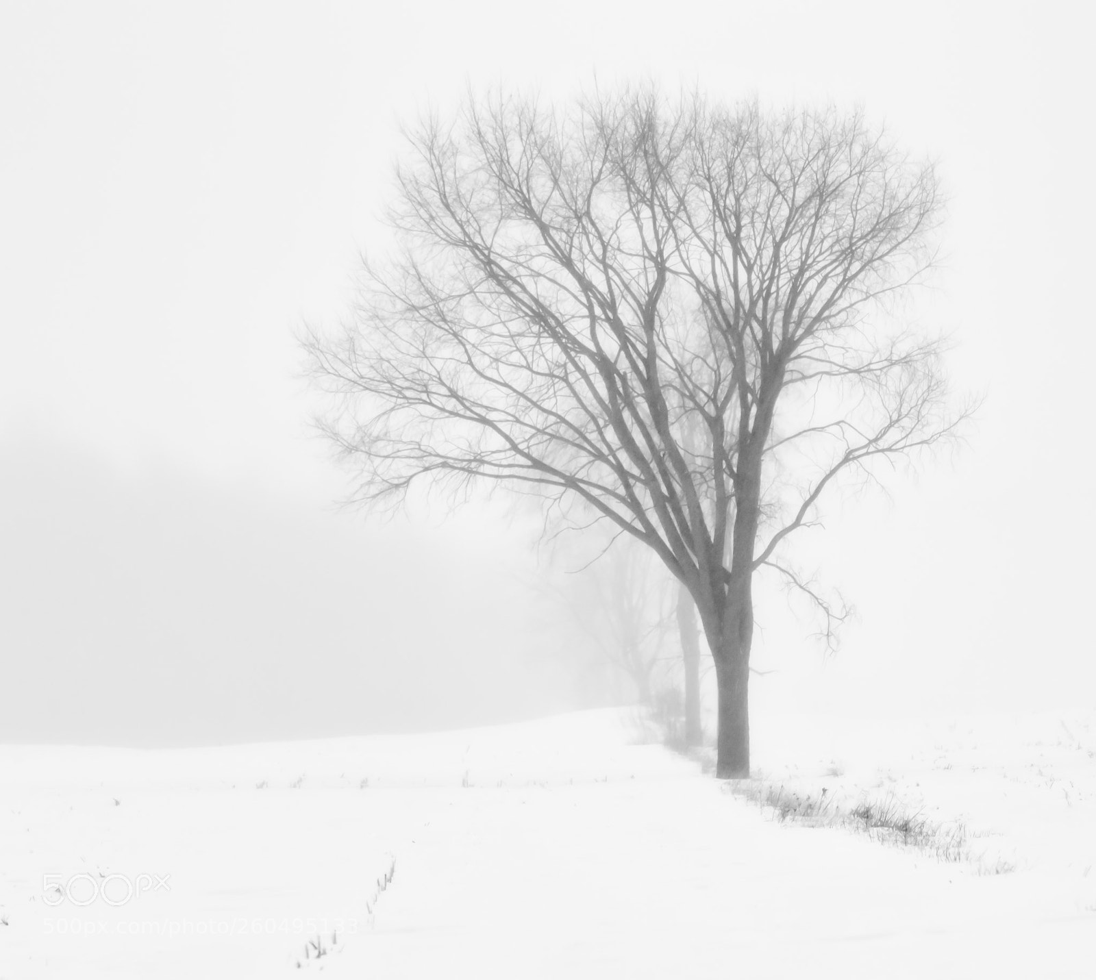 Olympus OM-D E-M1 Mark II sample photo. La brume photography