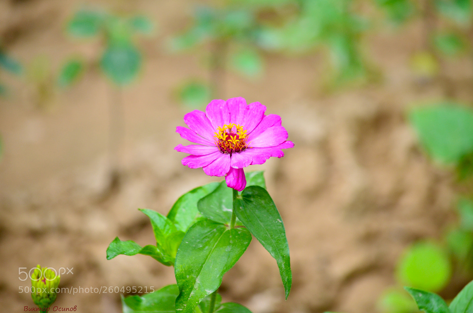 Nikon D5100 sample photo. Цветок photography