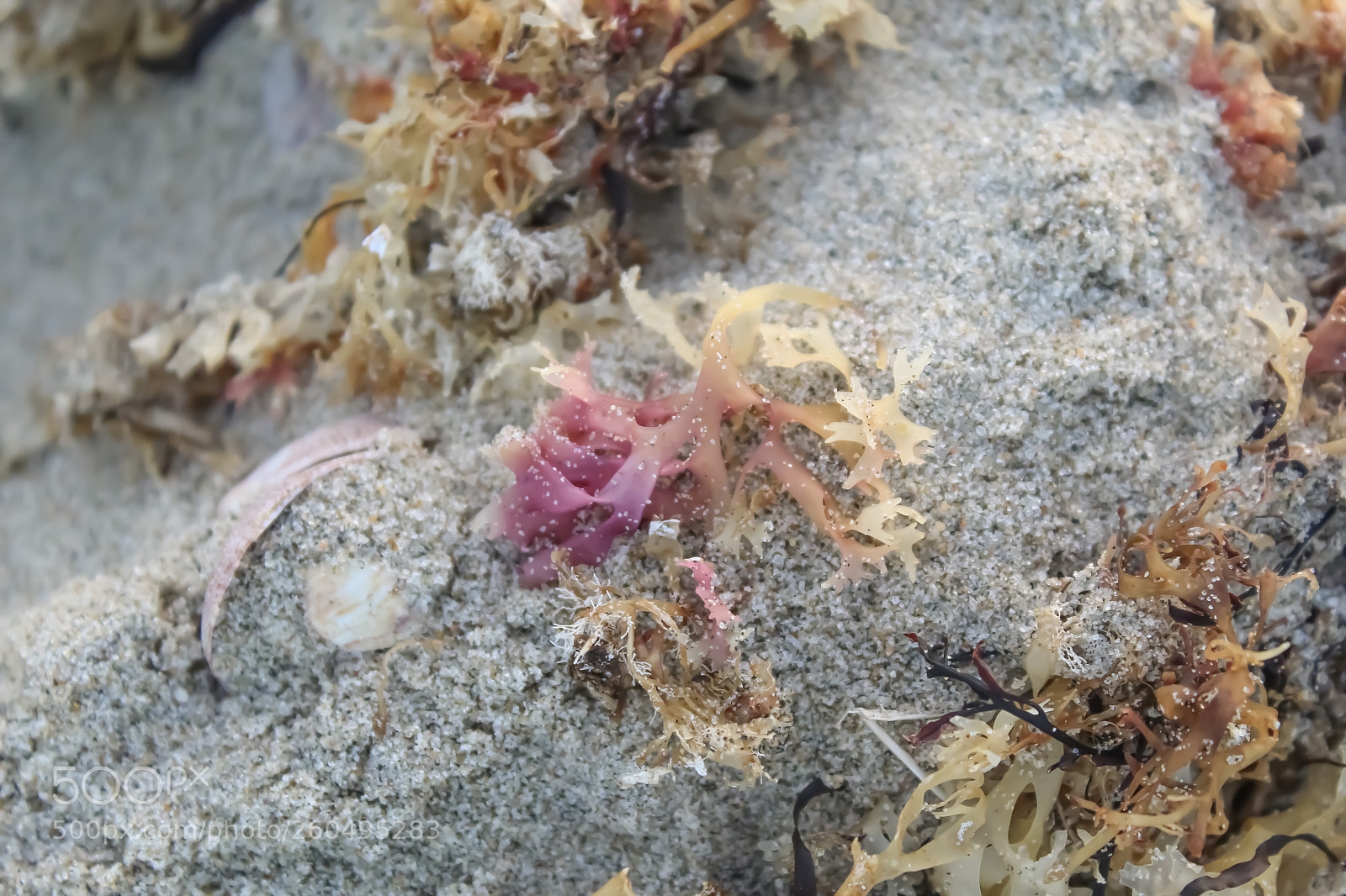 Canon EOS 1300D (EOS Rebel T6 / EOS Kiss X80) sample photo. Beautiful seaweed photography