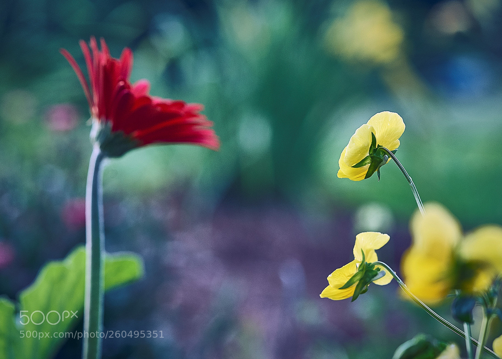 Sony a7R II sample photo. Gerbera daisy photography