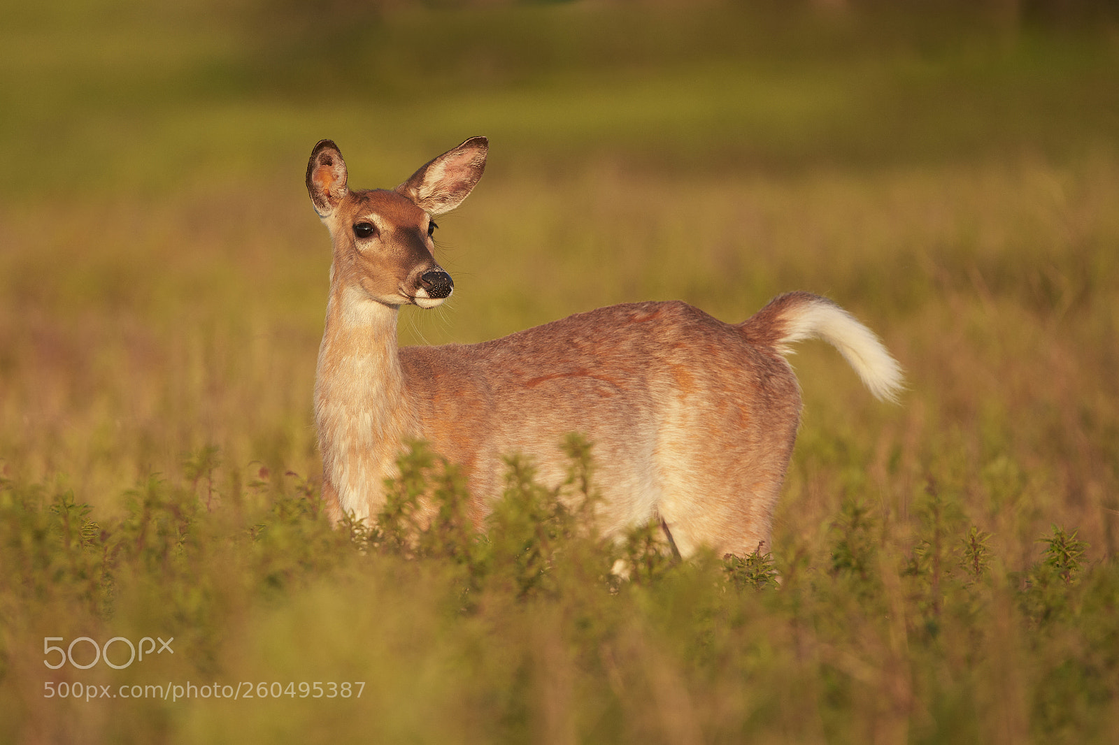 Nikon D500 sample photo. White-tailed deer photography