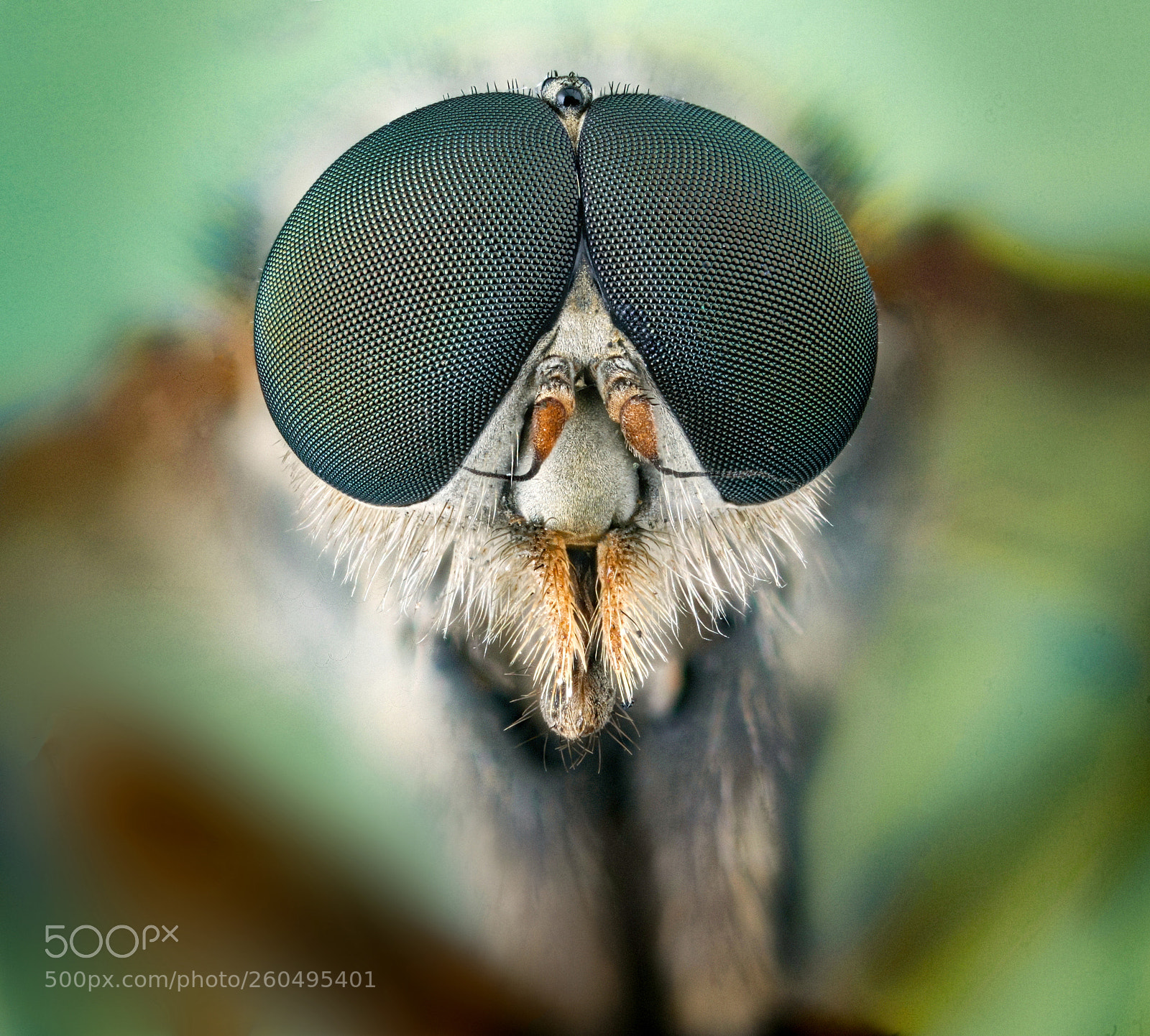 Canon EOS 5D Mark II sample photo. Snipe fly portrait rhagio photography