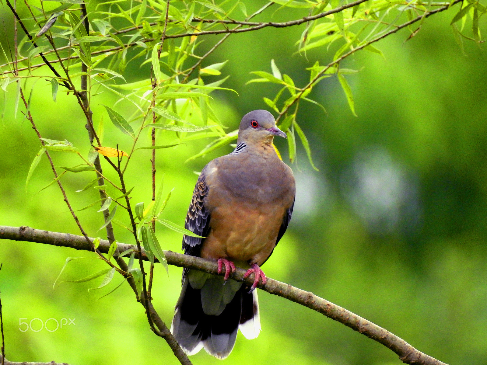 Nikon COOLPIX P900s sample photo. Bird photography