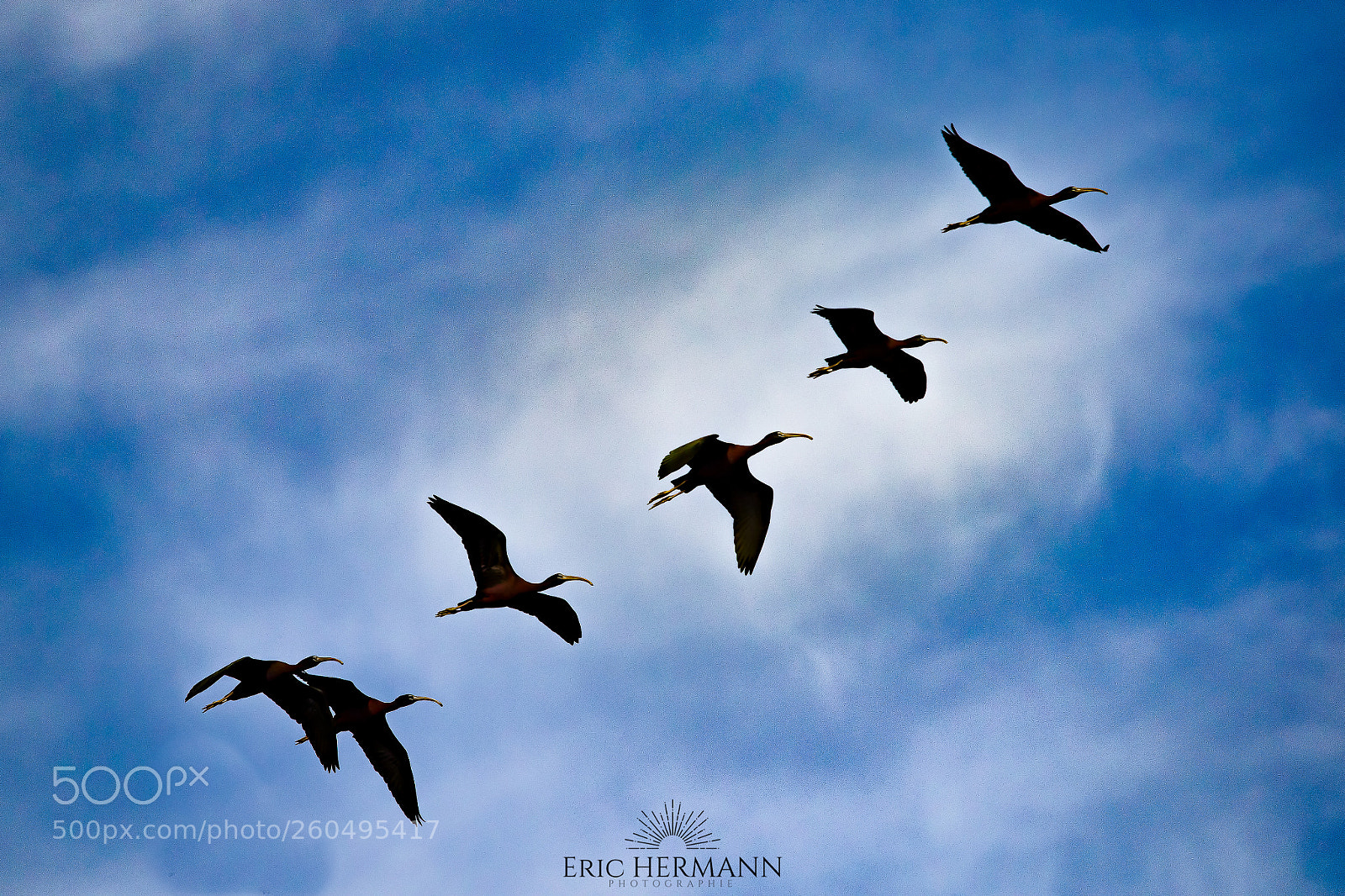 Canon EOS 7D Mark II sample photo. Plegadis falcinellus photography