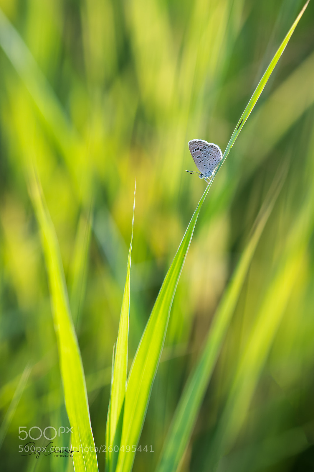 Sony a6500 sample photo. Green.. photography