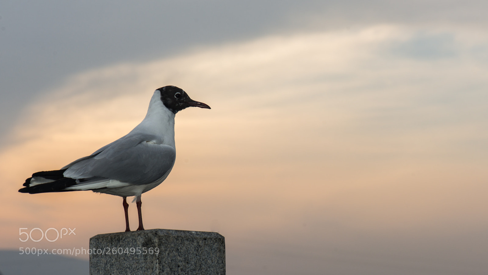 Nikon D800E sample photo. Gull photography