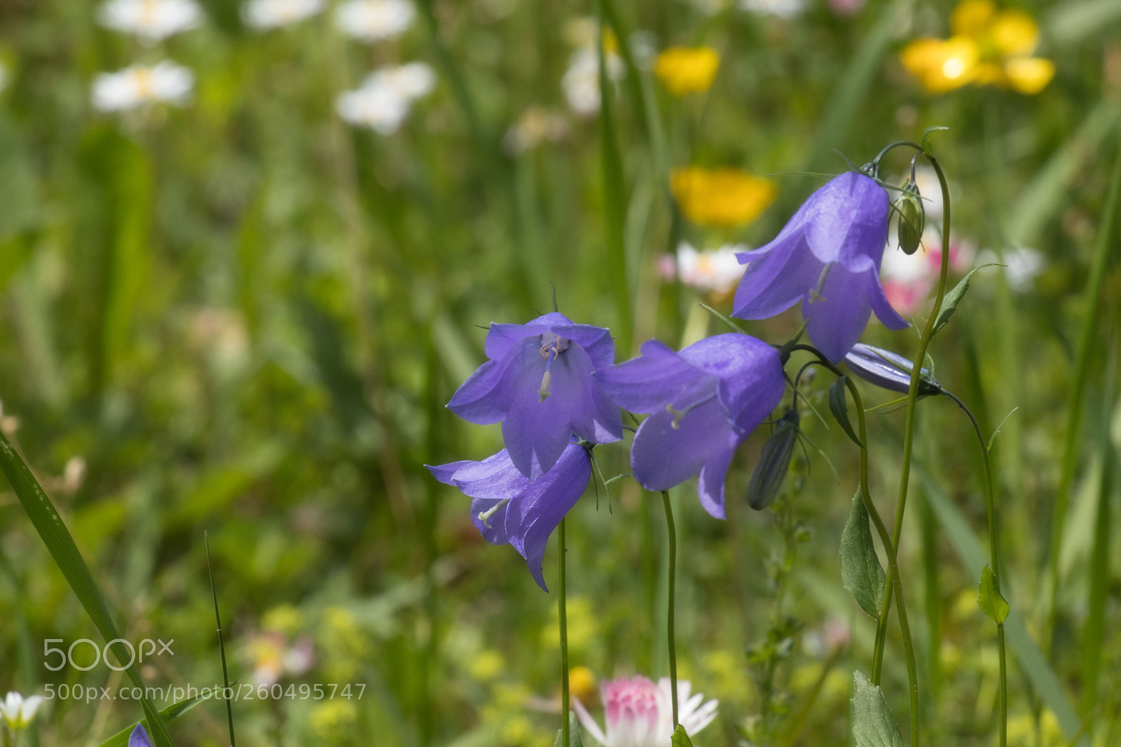 Canon EOS 80D sample photo. Belladonna photography