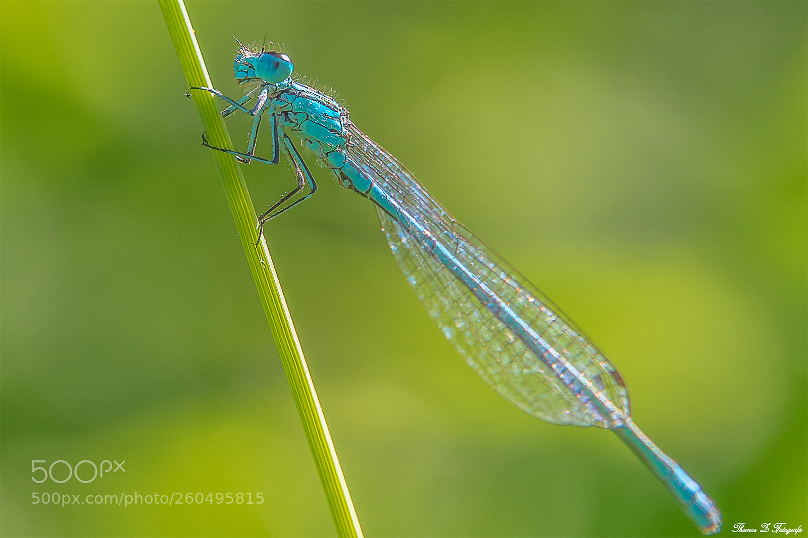 Canon EOS 750D (EOS Rebel T6i / EOS Kiss X8i) sample photo. Blaue federlibelle
(platycnemis pennipes) photography