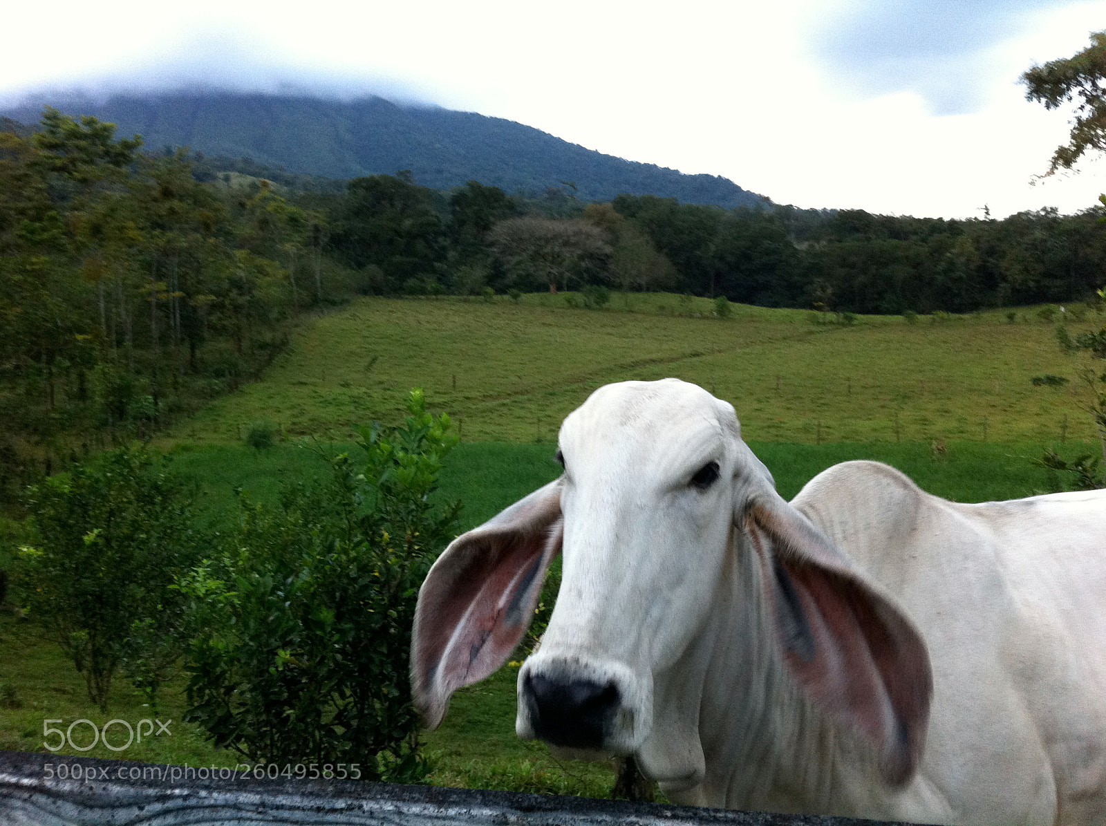 Apple iPhone 4 sample photo. Costa rica photography