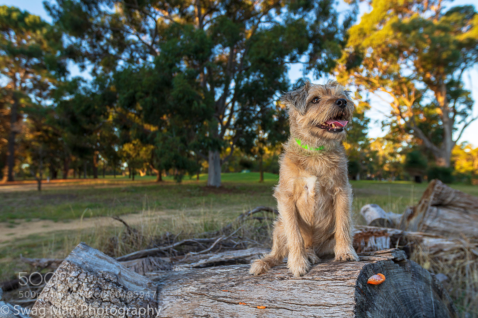 Canon EOS 7D Mark II sample photo. Scotty in the park photography