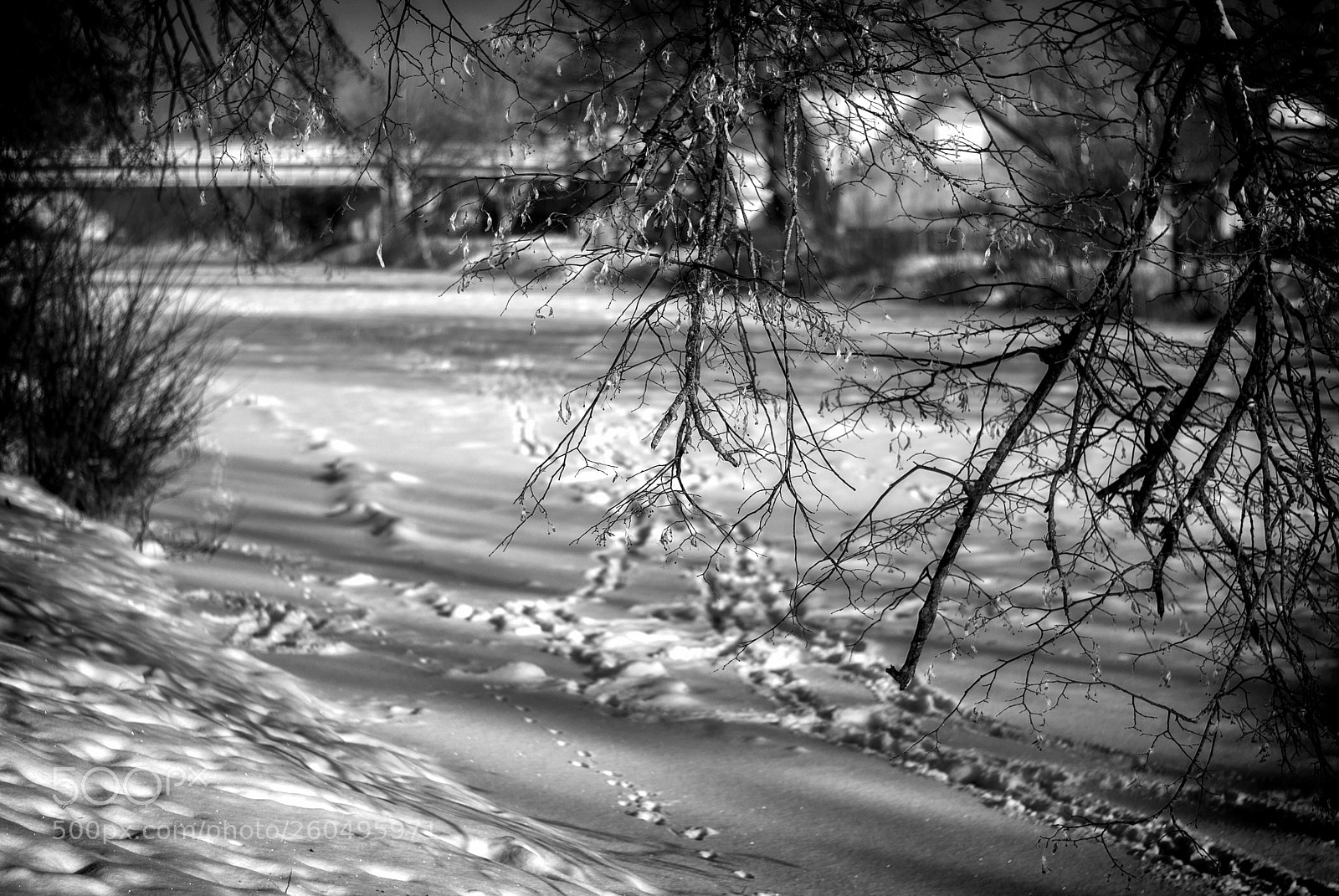 Nikon D80 sample photo. Park slonim winter photography
