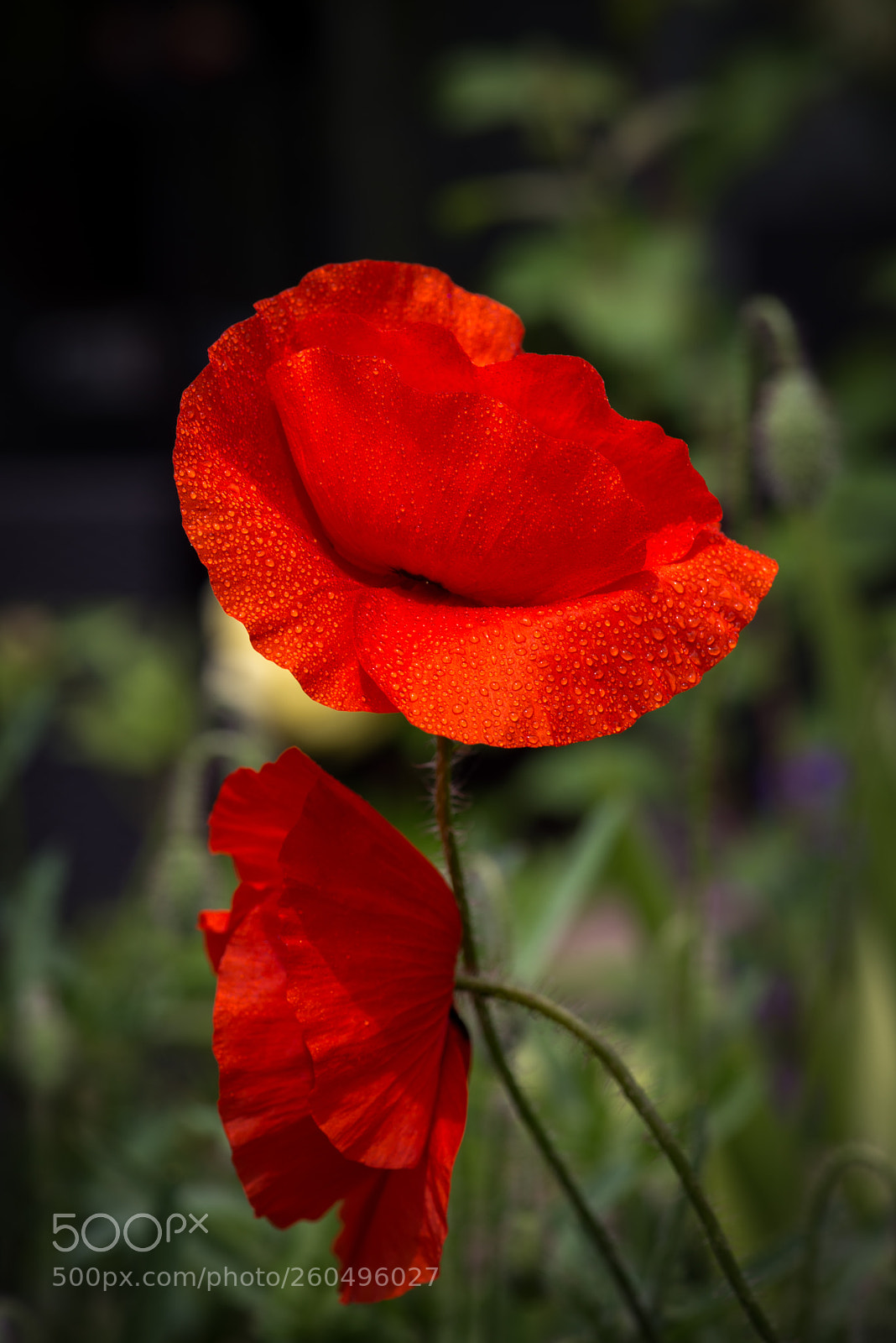 Nikon D800 sample photo. Poppy photography