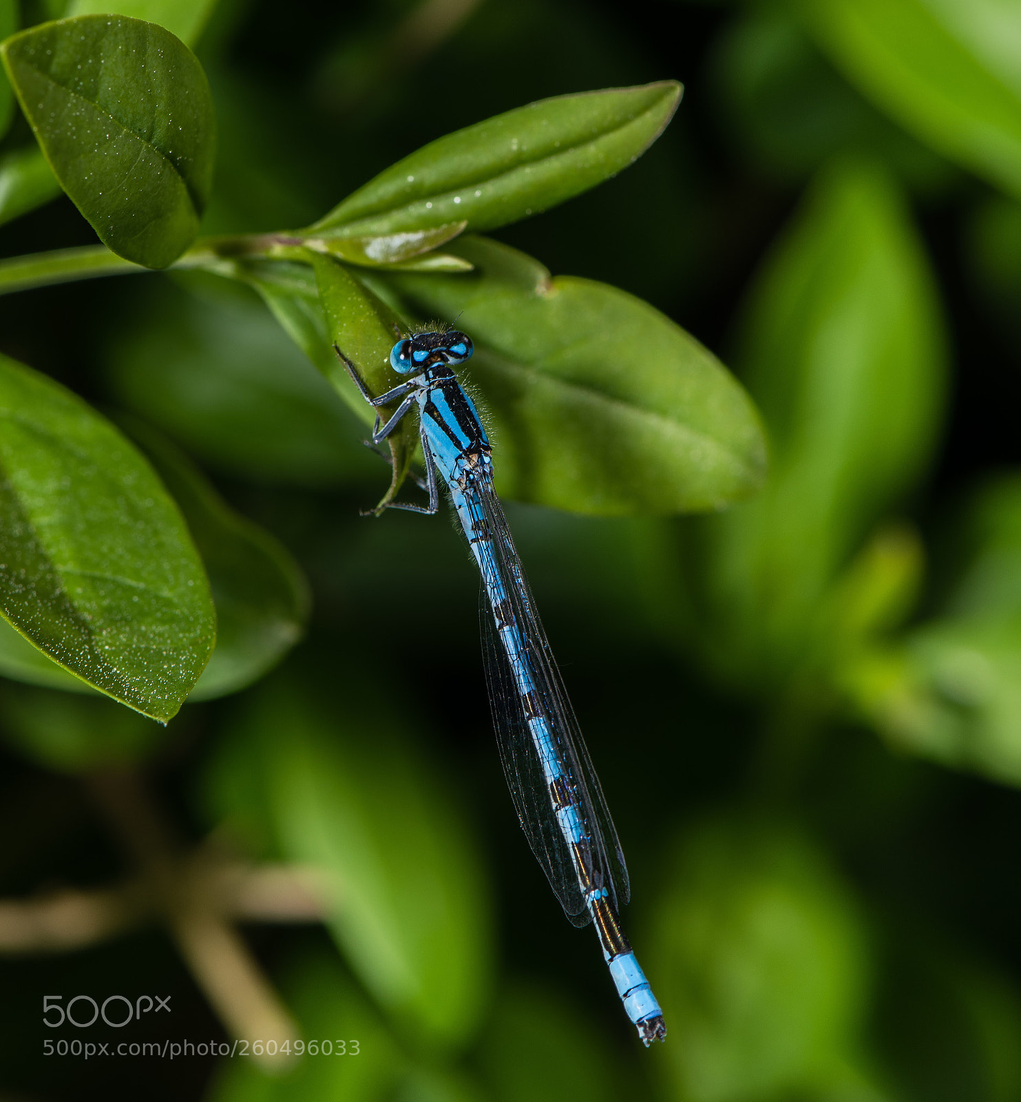 Nikon D850 sample photo. Untitled photography