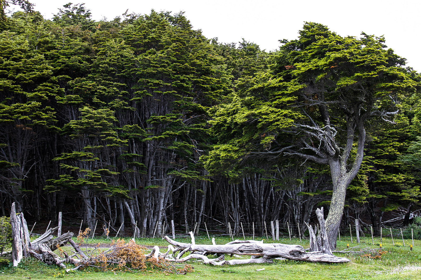 Canon EOS 7D sample photo. Windy tree photography