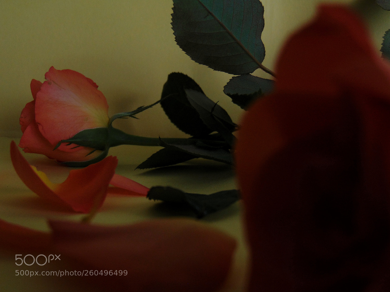 Sony Cyber-shot DSC-H300 sample photo. ˙secretly, your ...˙ photography