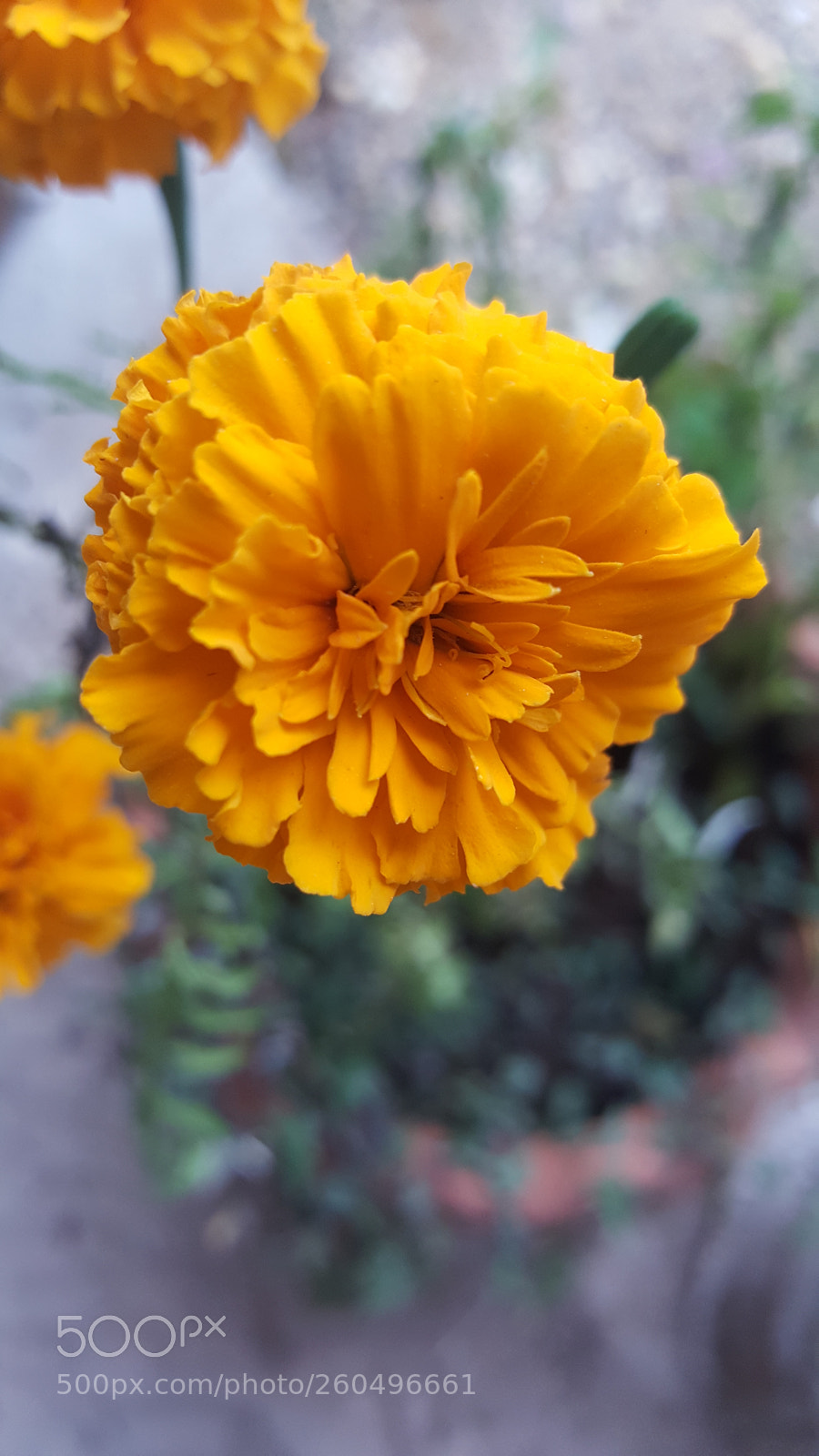 Samsung Galaxy S6 sample photo. Untitled photography