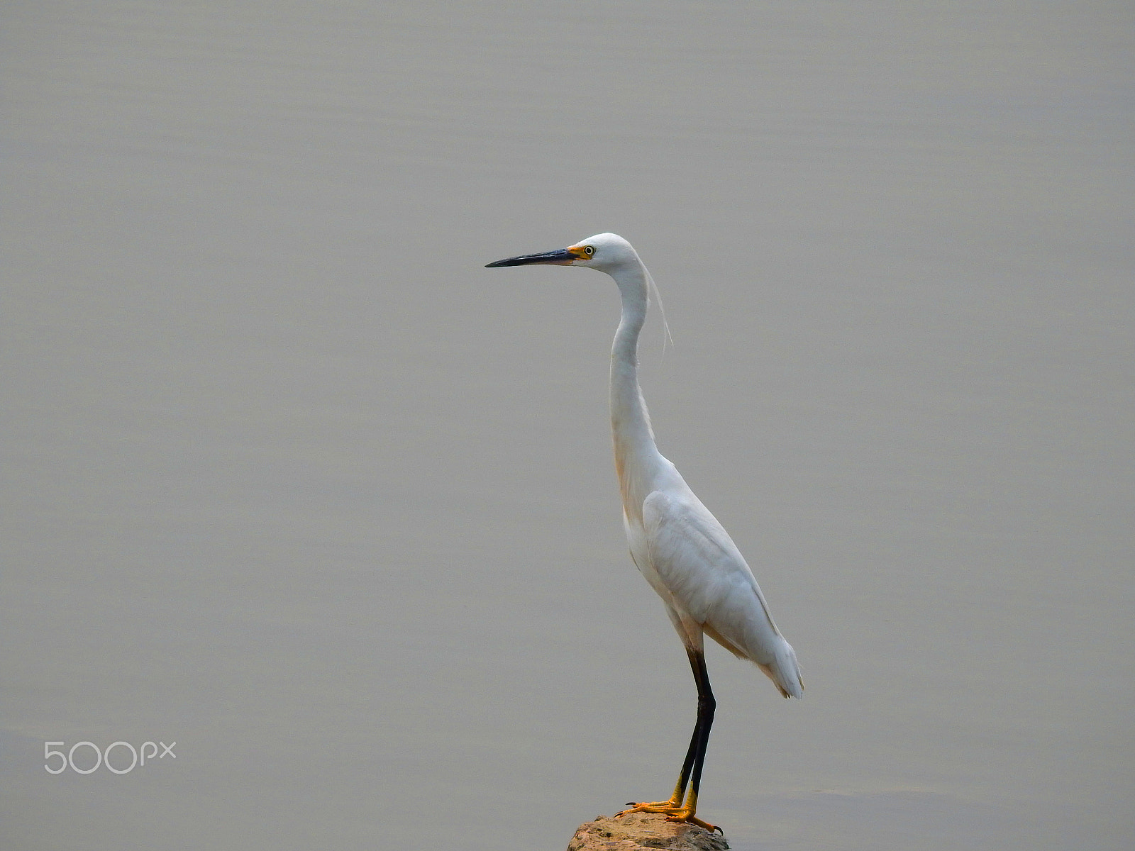 Nikon COOLPIX P900s sample photo. Bird photography