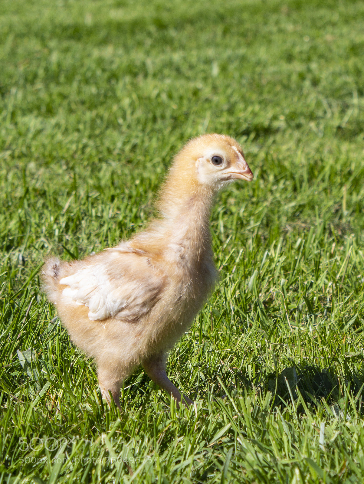 Canon EOS 600D (Rebel EOS T3i / EOS Kiss X5) sample photo. Wee chicken photography