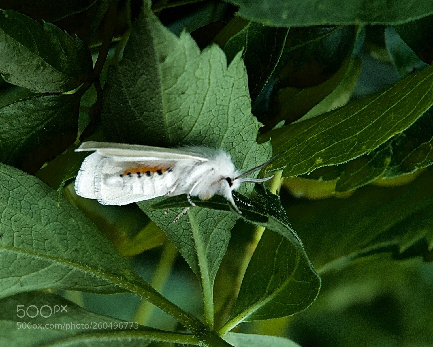 Nikon D80 sample photo. Virginia tiger moth photography