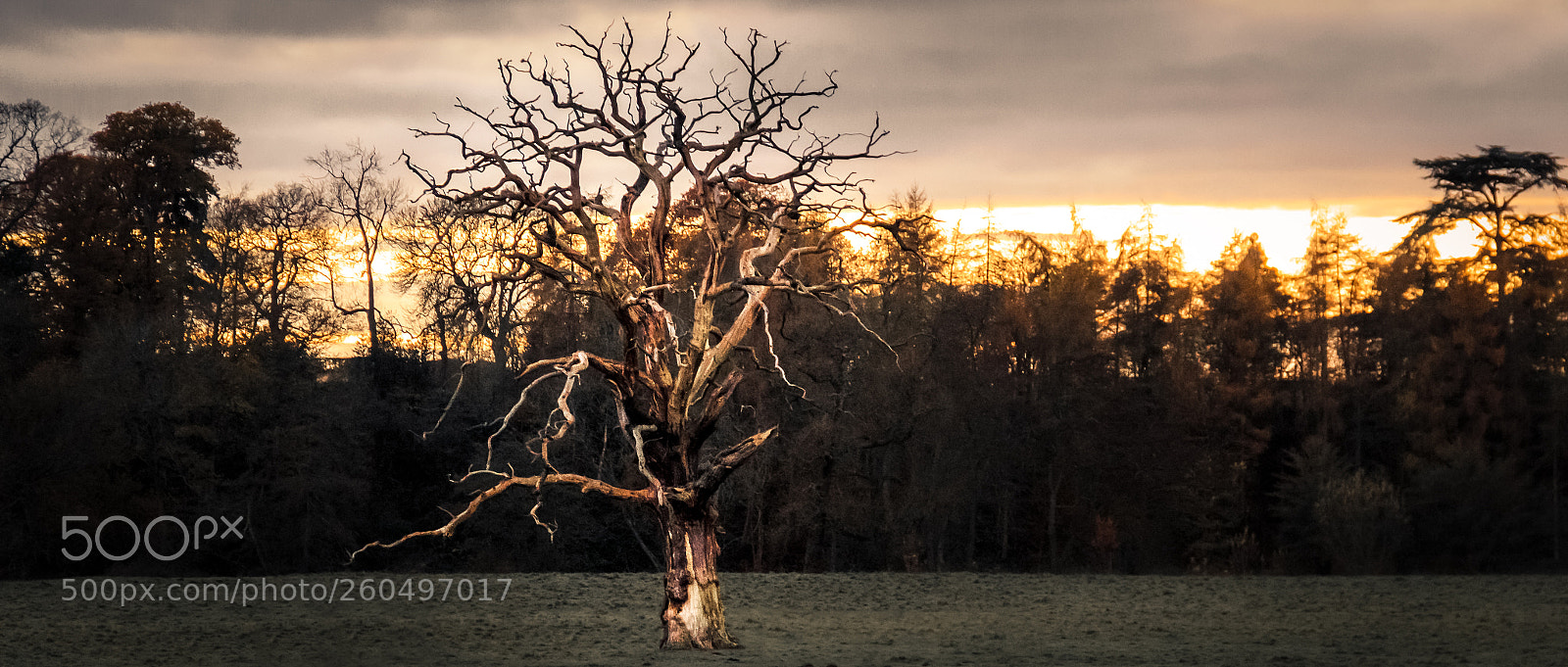 Canon EOS 60D sample photo. Stoneleigh tree ii photography
