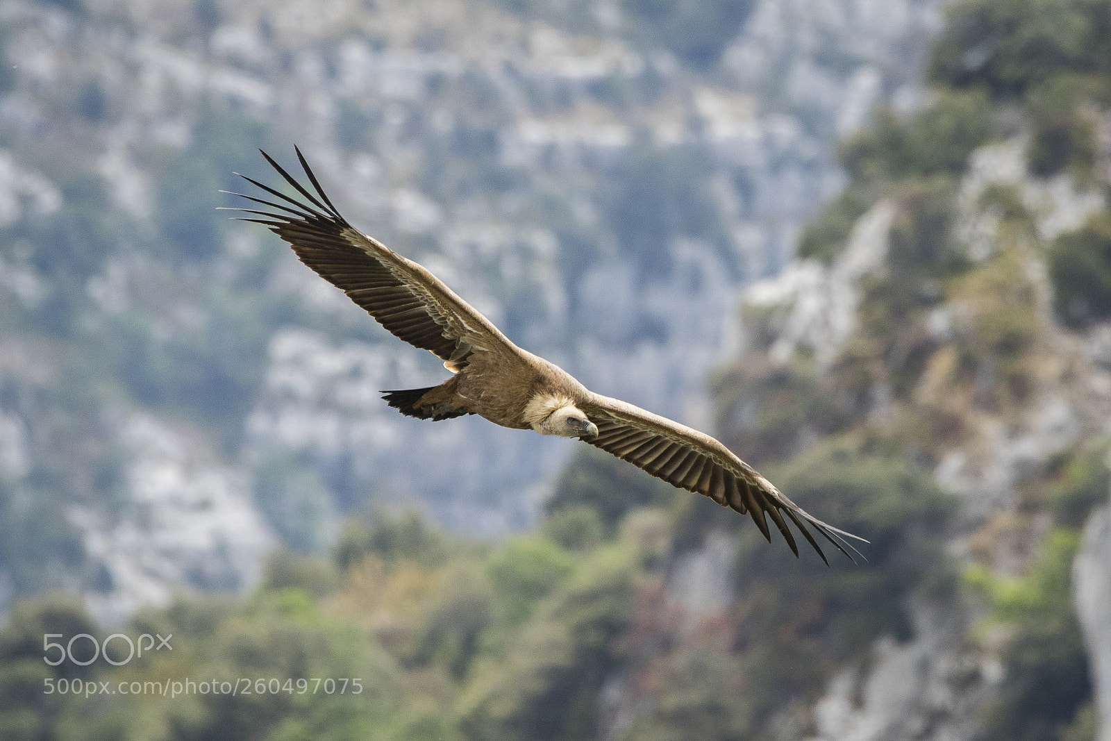 Canon EOS 7D Mark II sample photo. Grifone photography