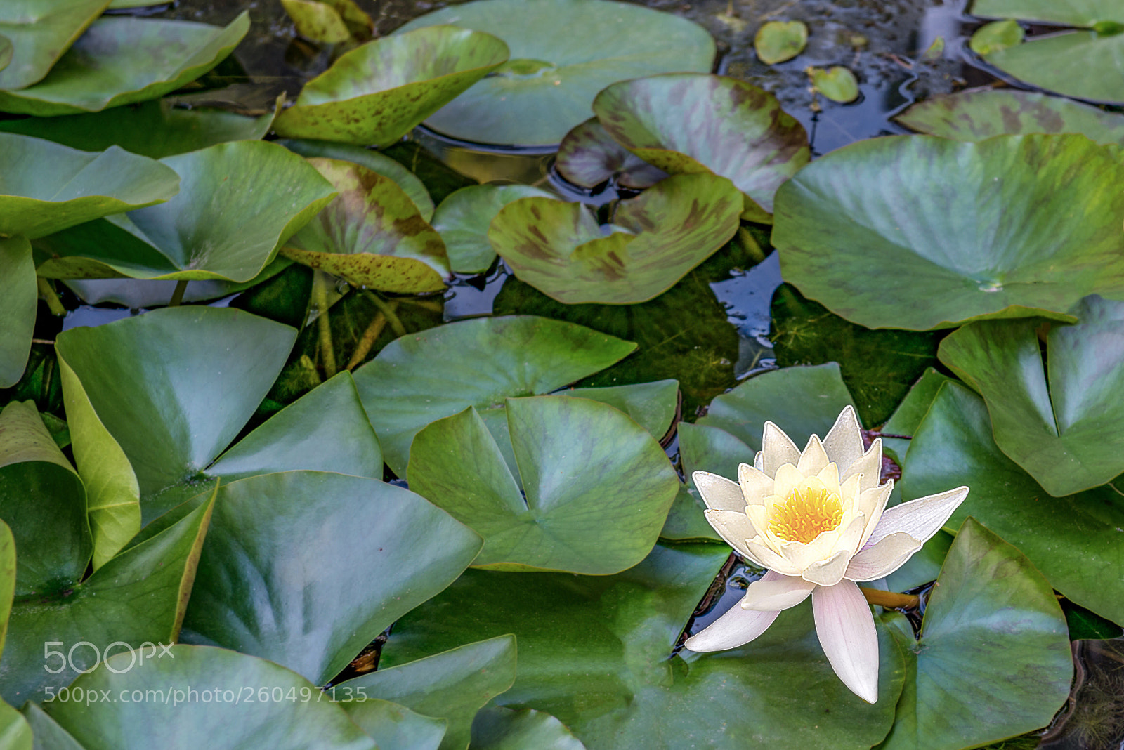 Nikon D800E sample photo. Water lily photography