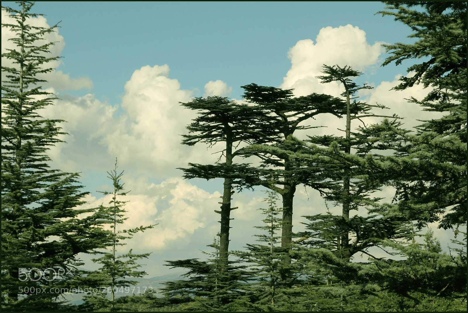 Canon EOS 60D sample photo. Ladin ağaçları photography