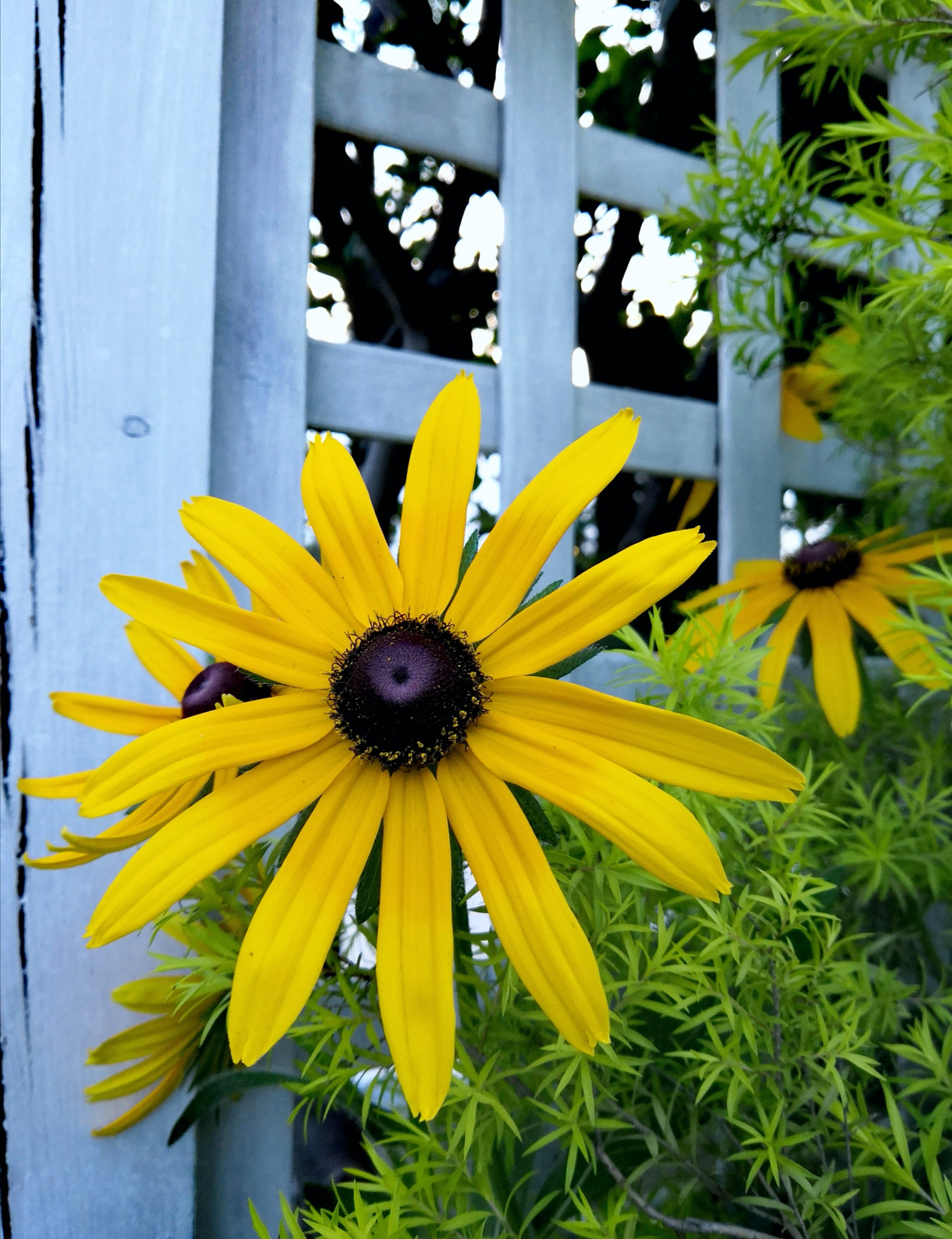 HUAWEI Honor 10 sample photo. Flowers，2 photography