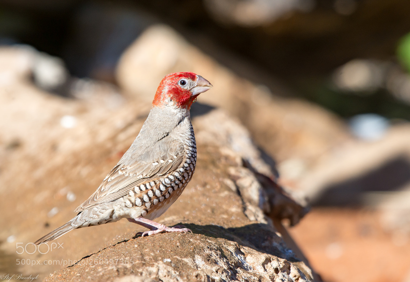 Nikon D7100 sample photo. Red-headed finch photography